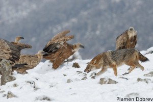 Jackal/Чакал