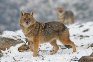 Jackal/Чакал