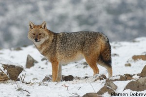 Jackal/Чакал