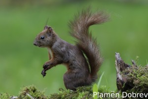 Red squirrel/Обикновена катерица