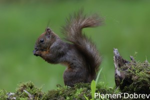 Red squirrel/Обикновена катерица