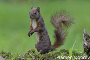 Red squirrel/Обикновена катерица