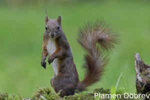 Red squirrel/Обикновена катерица