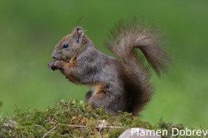 Red squirrel/Обикновена катерица