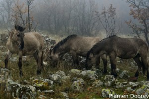 Tarpan/Тарпан