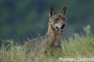 Wolf/Вълк