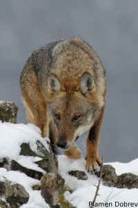 Wolf/Вълк