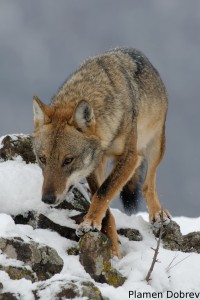 Wolf/Вълк