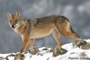 Wolf/Вълк