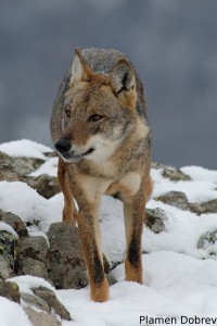 Wolf/Вълк