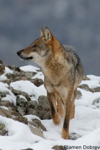 Wolf/Вълк