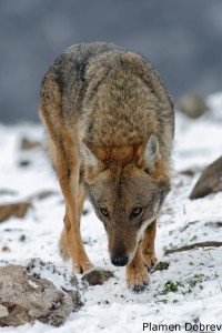 Wolf/Вълк