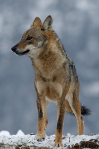 Wolf/Вълк