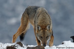 Wolf/Вълк
