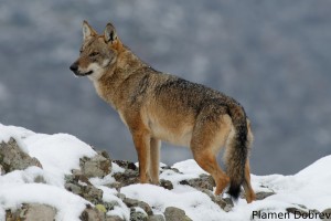 Wolf/Вълк