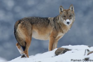 Wolf/Вълк
