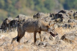 Wolf/Вълк