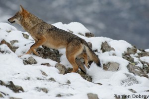 Wolf/Вълк