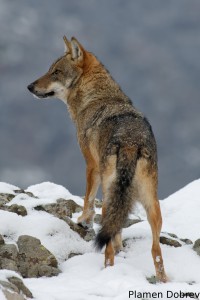 Wolf/Вълк