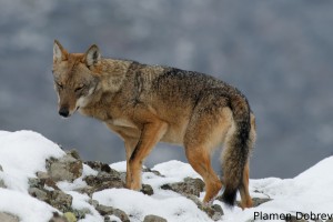 Wolf/Вълк