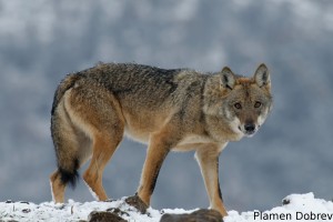 Wolf/Вълк