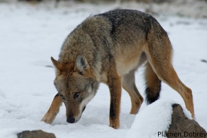 Wolf/Вълк
