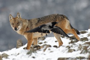 Wolf/Вълк