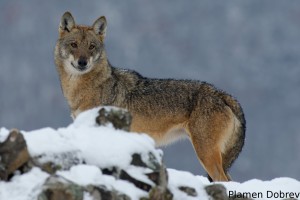 Wolf/Вълк