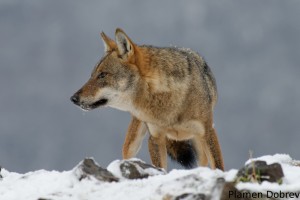Wolf/Вълк