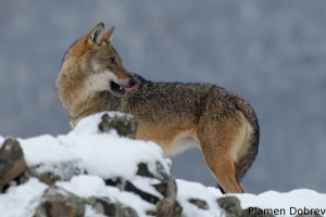 Wolf/Вълк