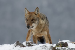 Wolf/Вълк