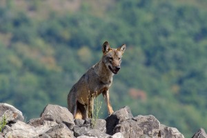 Wolf/Вълк