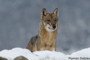 Wolf/Вълк