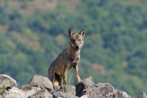 Wolf/Вълк