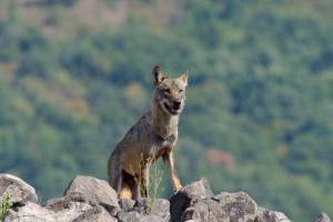 Wolf/Вълк