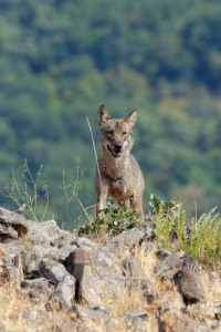 Wolf/Вълк