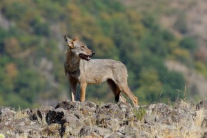Wolf/Вълк