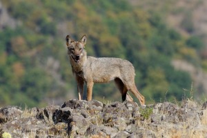Wolf/Вълк