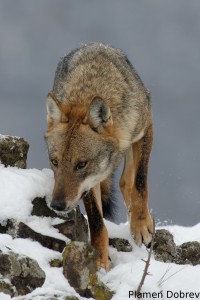 Wolf/Вълк