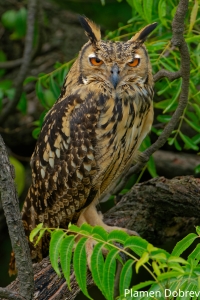 Indian Eagle Owl