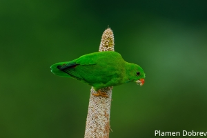 Vernal Hanging Parrot