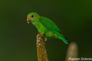 Vernal Hanging Parrot