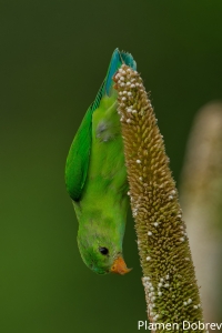 Vernal Hanging Parrot
