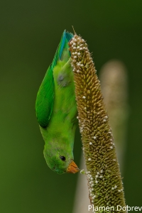 Vernal Hanging Parrot