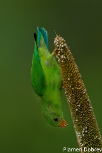 Vernal Hanging Parrot