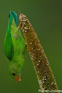 Vernal Hanging Parrot