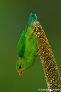 Vernal Hanging Parrot