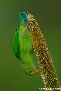 Vernal Hanging Parrot