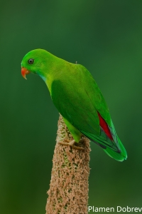 Vernal Hanging Parrot