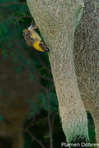Baya Weaver